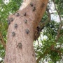【画像】沖縄メディア「木にセミの群れが密集してるのを見つけました。こわっ」パシャッ　→　その後、思わぬ展開に…