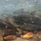 12月17日、今日は何の日