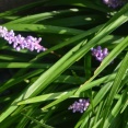 ヤブラン暑さに耐えて開花、丹治関ばててしまう。