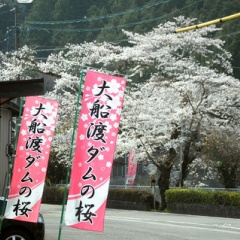 飛騨かなやまの桜　開花状況 2026