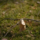 ひとひらの物語