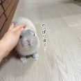 うさぎのルリ(7/13追記)