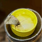 庭の生き物を愛でてます・台所で生き物を育ててます