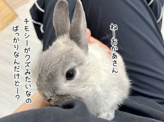 うさぎのルリ(1/29追記)