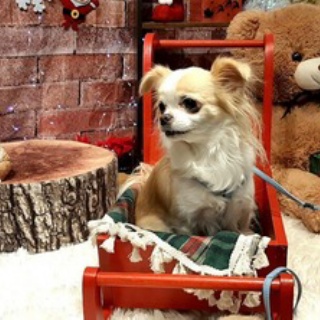 　プレーリードッグぼのぼの日記　（癒しの写真館）