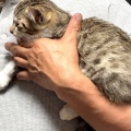 ねこの譲渡会 《7月13日(日)》