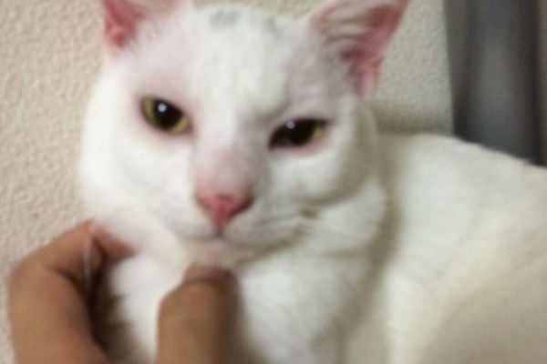 ねこかます キジトラ