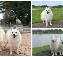 犬連れて 水元公園