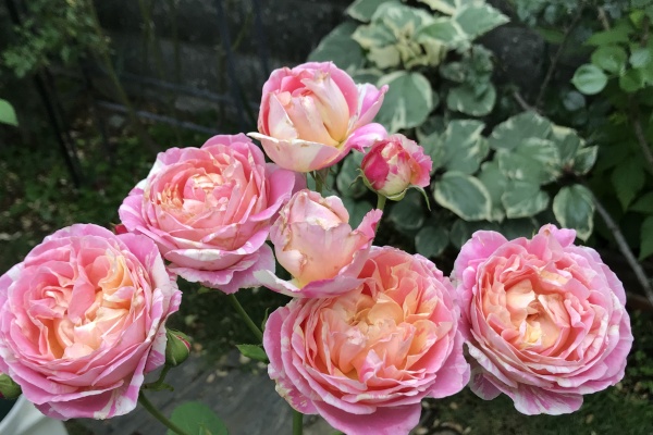 きよひめの気ままにロザリアン クロードモネ