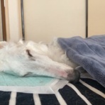 ぼっぼっボルゾイ＋＠