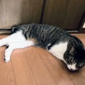 「火曜ニャスペンス劇場😱第２弾❕（木曜だけど）」『裸夢 me more，NONTA』