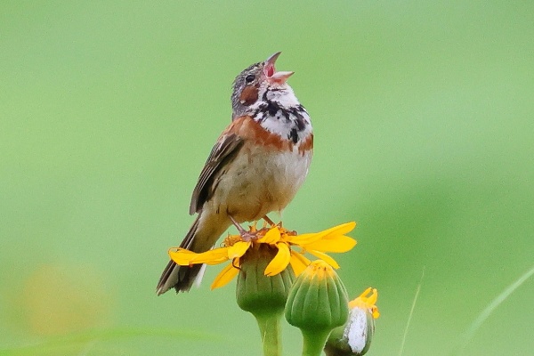 ヒロちゃんの花と鳥日記 - 大分