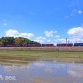 篠原の水田