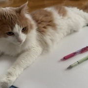 ペンを持ち上げるネコとペンを噛む猫