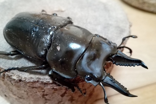 Ａ.ローゼンベルク　オオゴンオニ野外品3体セット ローゼンベルグオウゴンオニクワガタ | 萌萌虫雑記帳