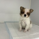 ☆新入荷情報☆