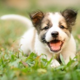 『リードがダルダルだと、犬の気づきに気づきにくいし、犬とシンクロしないの』の画像