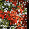 溜池の紅葉