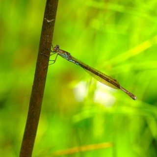 富士山トンボ池通信