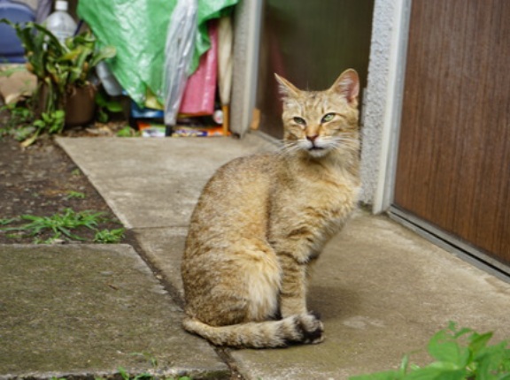 「時雉」になれなかった猫　20260414