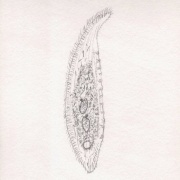 Loxophyllum helus？