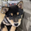 1月にお迎えされた子