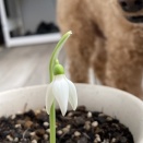 11月に咲いたスノードロップ