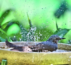 水浴びをするヒヨドリです