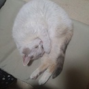 実物のﾈｺﾁｬﾝたちセカンド296