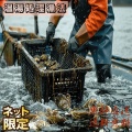 宮城県女川にて新規生牡蠣選別工場直営仮オープン