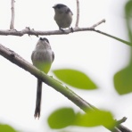 野鳥は可愛い♪ ２