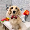 7/10 トリミングに来てくれた子達