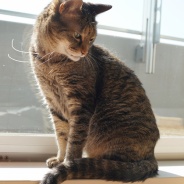 世界猫の日2026、現在のわがにゃ。