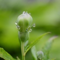 キキョウの蕾と雨雫