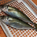 3月21日（土）バチコン＆イカメタル便