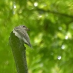 鳥写真マンガ
