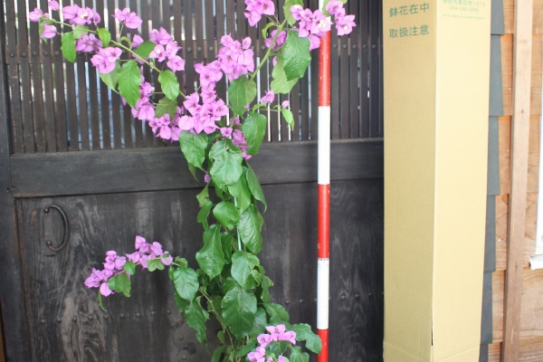 ブーゲンビリア望月農園のブログ ブーゲンビリアの販売