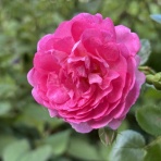 薔薇の香りに誘われて