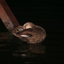 元気でいますか？