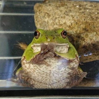 晴れ時々クワガタ