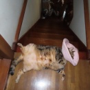 家の猫さんと家から見た花火