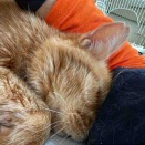 オス三毛王子様猫、我慢する　20250824