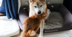 たわししっぽで…
