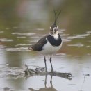 出水でタゲリ Northern Lapwing