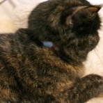 ”猫おでん”あり〼。