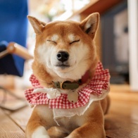 EF50mmF2.5コンパクトマクロ