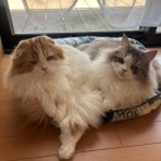 シェルターボラ日記🌸🐱