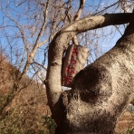 たのしいこといろいろ