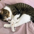 ⓃⒺⓌ🐾「なんぴとたりとも僕の手の上には置かせにゃい😾」『裸夢 me more，NONTA』