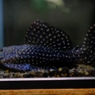 『5月18日(木)熱帯魚入荷情報！』の画像